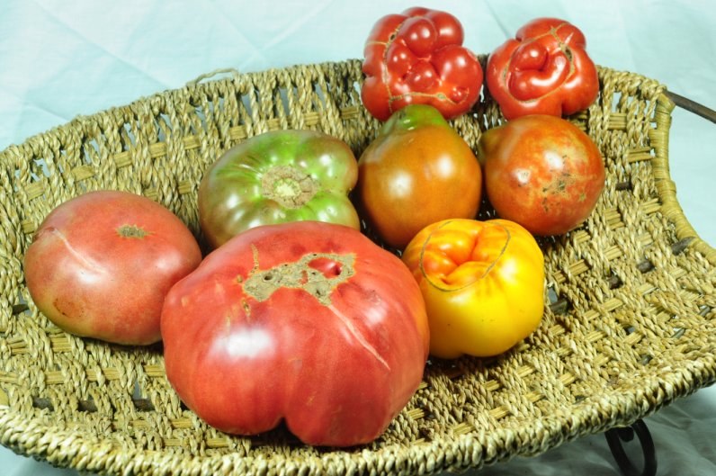 Heirloom tomato plants, Cherokee Purple tomatoes for sale, Brandywine red, yellow, Mr. Stripey, prolific yellow pear cherry tomato, Pineapple tomato, mortgage lifter tomato, live nursery plants for sale, Chatham County, NC North Carolina Pittsboro, PBO, Siler City, Moncure, Goldston, Bynum, Bear Creek, Bonlee.